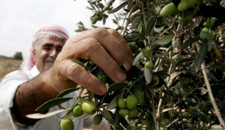 الزيتون.. شجرة مباركة جذورها ضاربة في أرض فلسطين