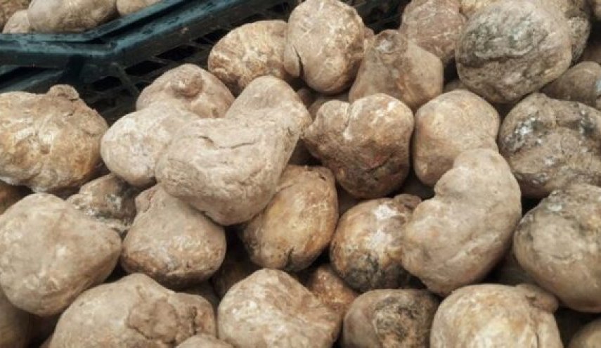 مقتل 3 أشخاص بهجوم مسلح أثناء جمع الكمأ في ريف حمص