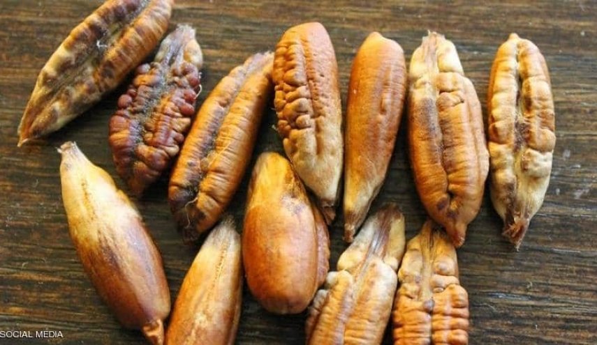 أسرار نواة التمر.. غذاء مفيد و