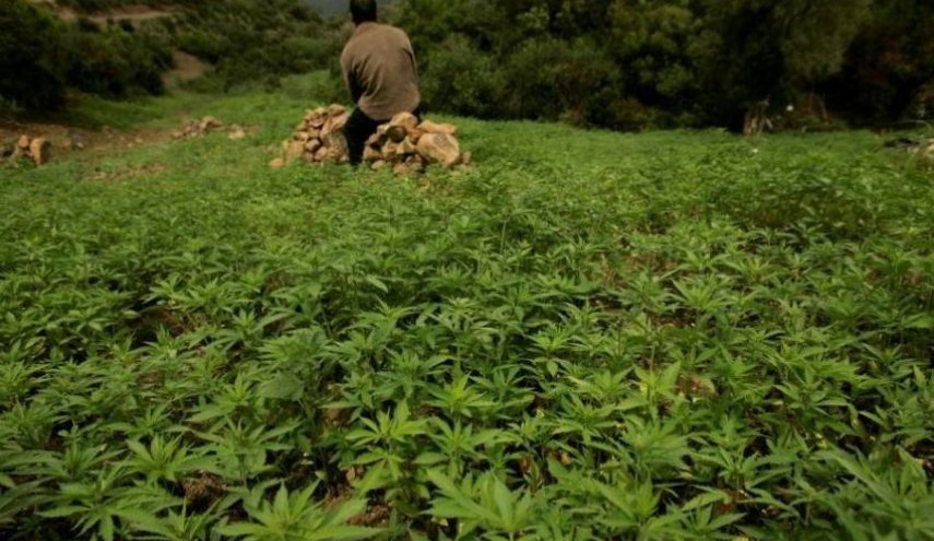 خلاف في البرلمان المغربي يعرقل تشريع زراعة القنب الهندي
