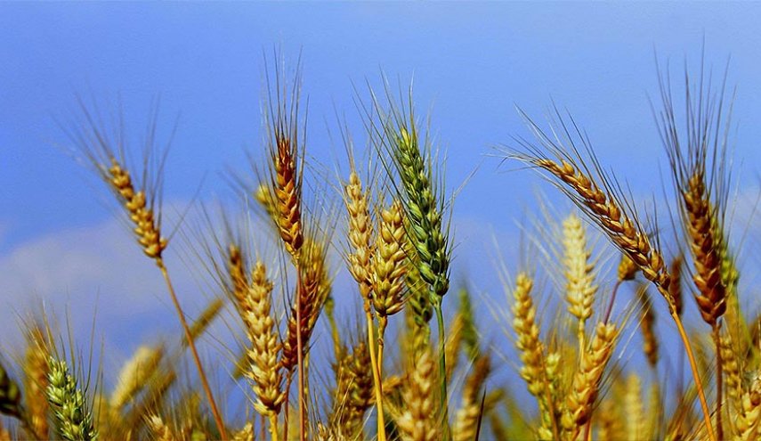 دائرة الزراعة والإصلاح الزراعي بريف حماة تبشر مواطنيها بخبر سار