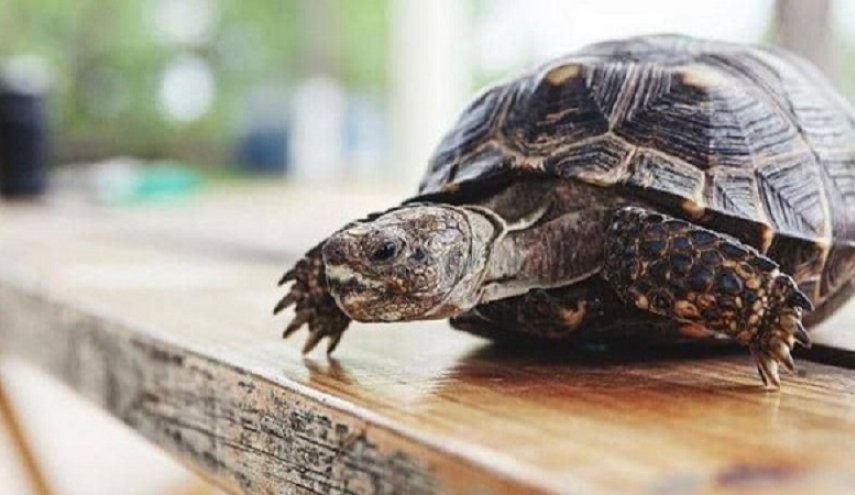 في حادث غريب .. سلحفاة تطير في الهواء وتصيب أميركية بجروح