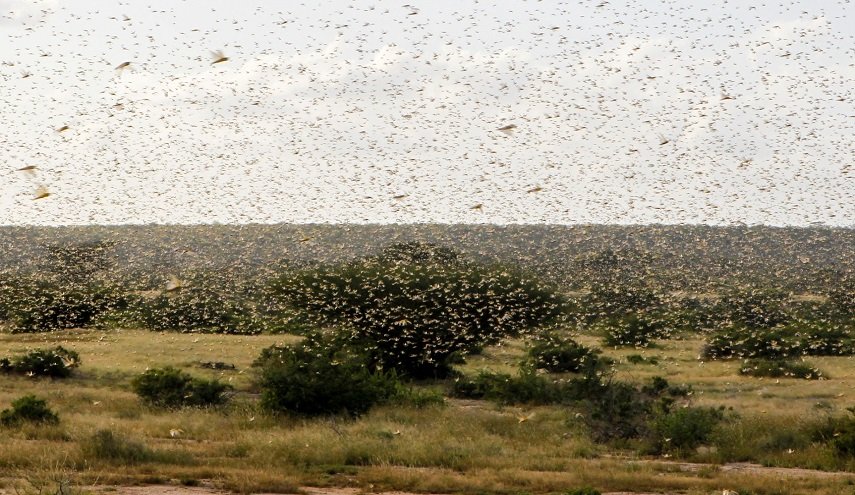 الزراعة السورية توضح قضية مرور مجموعات من الجراد فوق دمشق