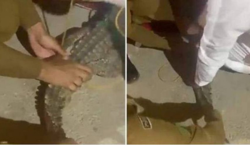 السيطرة على تمساح يتجول في السعودية
