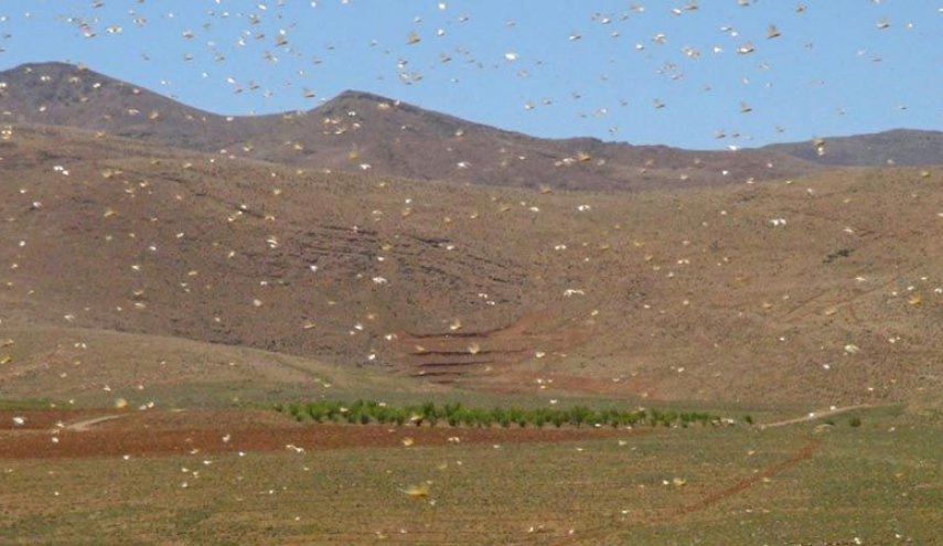 لبنان :انطلاق الحملة الثانية لمكافحة الجراد في منطقة البقاع