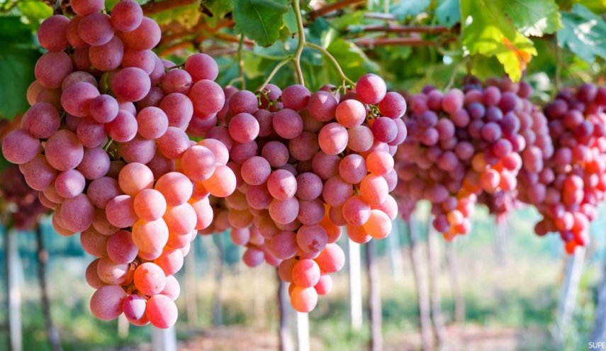 دراسة بريطانية: العنب يحمى الجلد من أضرار الأشعة فوق البنفسجية