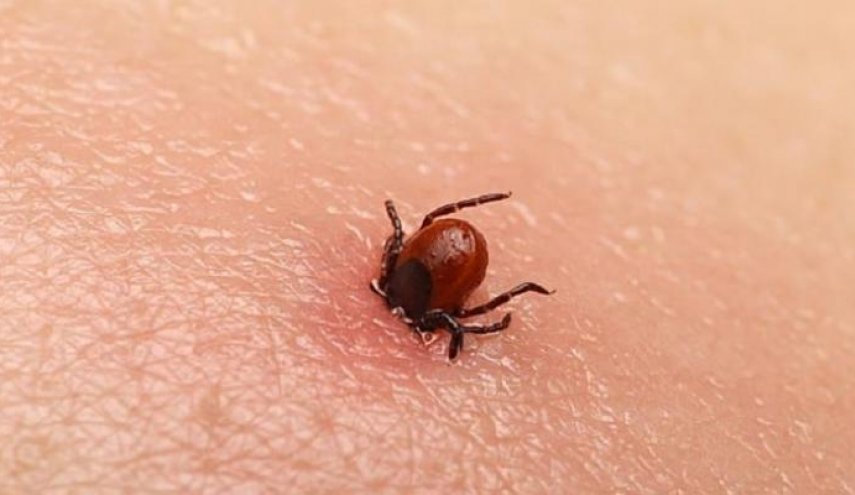 لدغته قاتلة.. عدو جديد يهاجم البريطانيين يسبب الشلل والنوبات القلبية