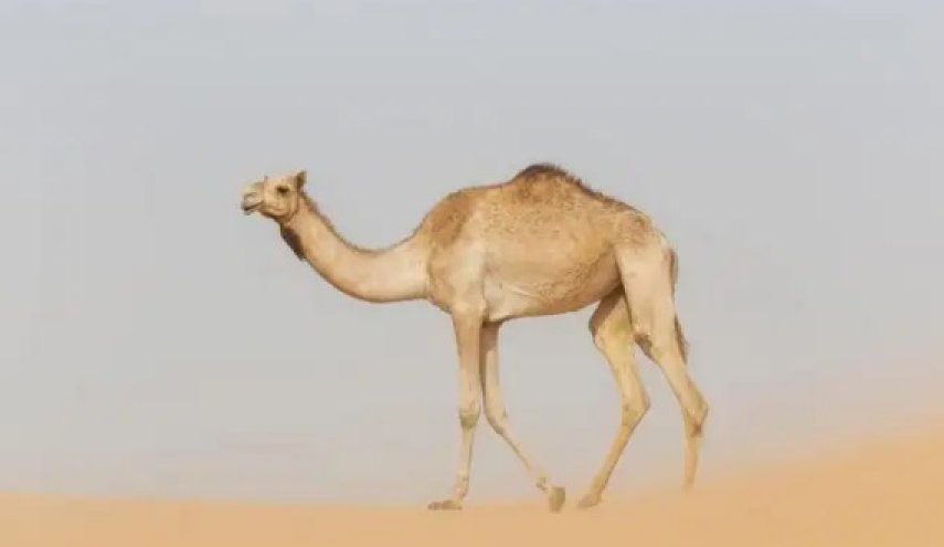 الكشف عن السر الغامض الذي يجعل الجمل يتحمل العطش لأسابيع
