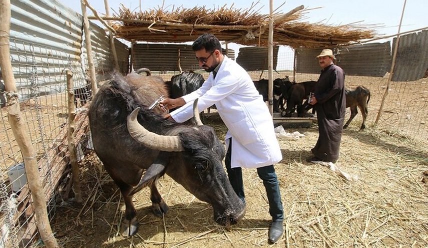 تونس.. دعوة لإشراك الأطباء البياطرة في حملة التلقيح ضد كورونا