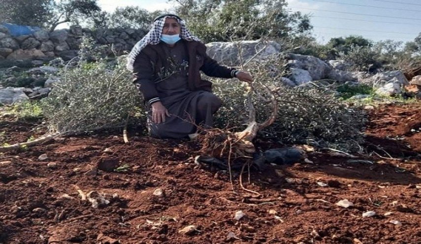 إرهاب المستوطنين يطال الزيتون في سلفيت