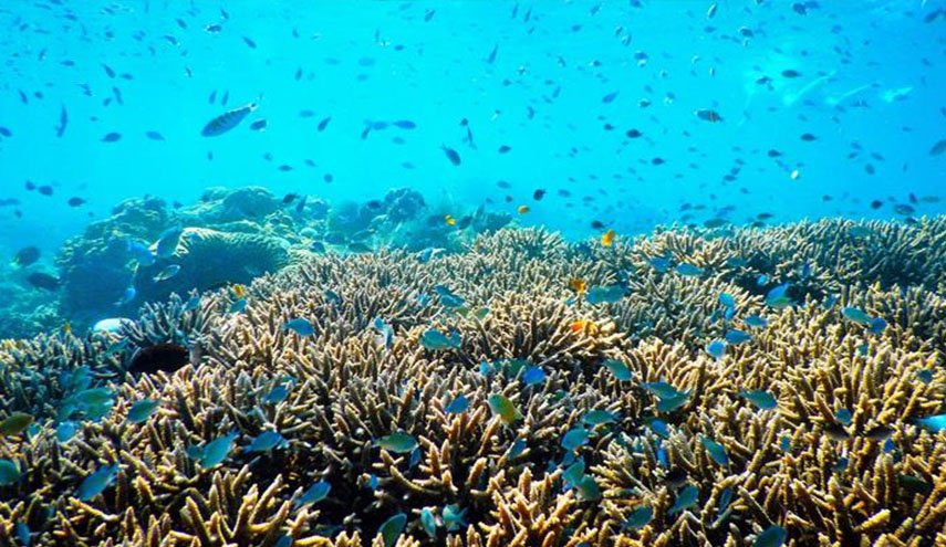 مصر.. تغريم أمريكي في واقعة تحطيم شعاب مرجانية بالغردقة