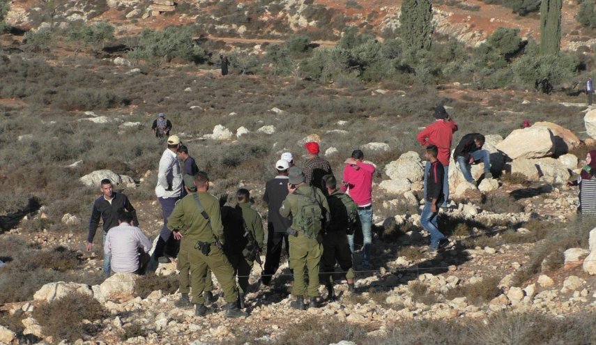مستوطنون يهاجمون قاطفي الزيتون جنوب نابلس