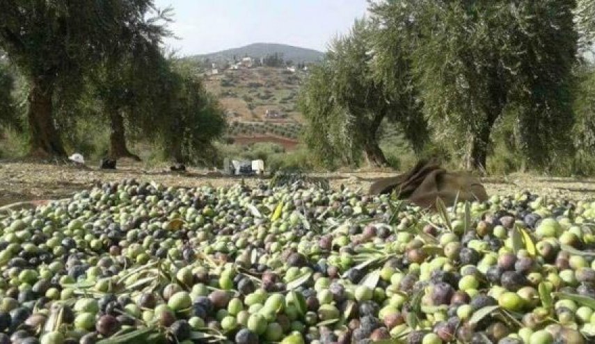 القوات التركية تستولى على محصول الزيتون في عفرين

