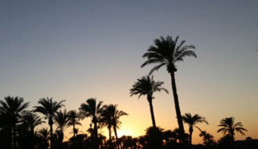 تائید صادرات نخل به قطر/ محموله‌ها را پس دادند!