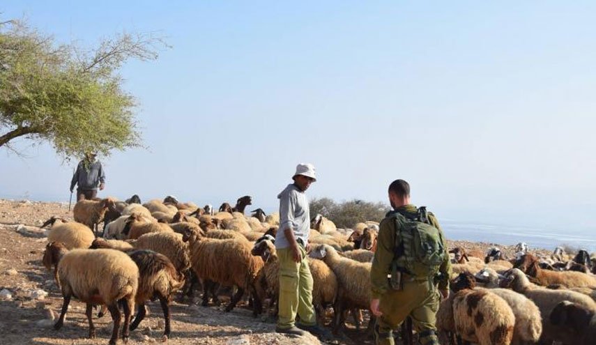 الأغوار: مستوطنون يعتدون على رعاة الأغنام والاحتلال يعتقل 5 منهم