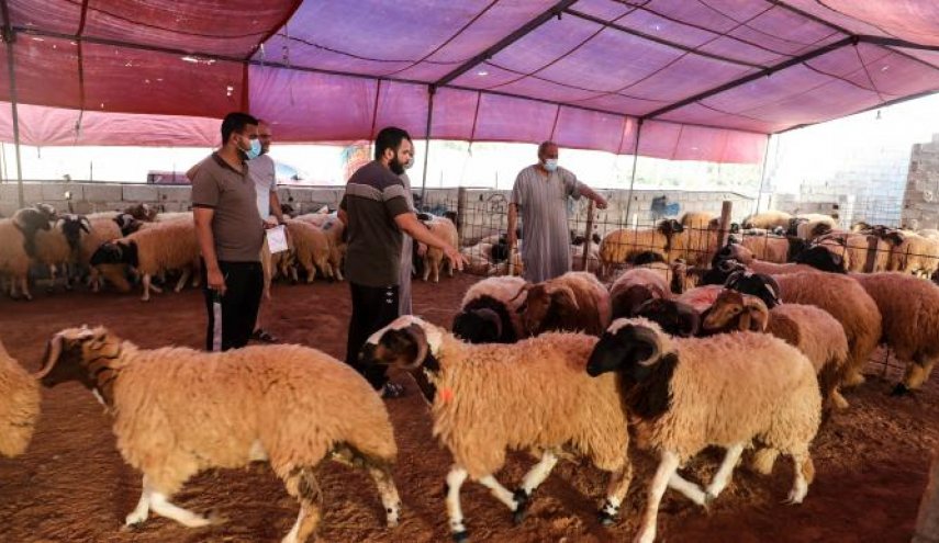 ليبيا: دعم حكومي للأعلاف بهدف إنقاذ الثروة الحيوانية