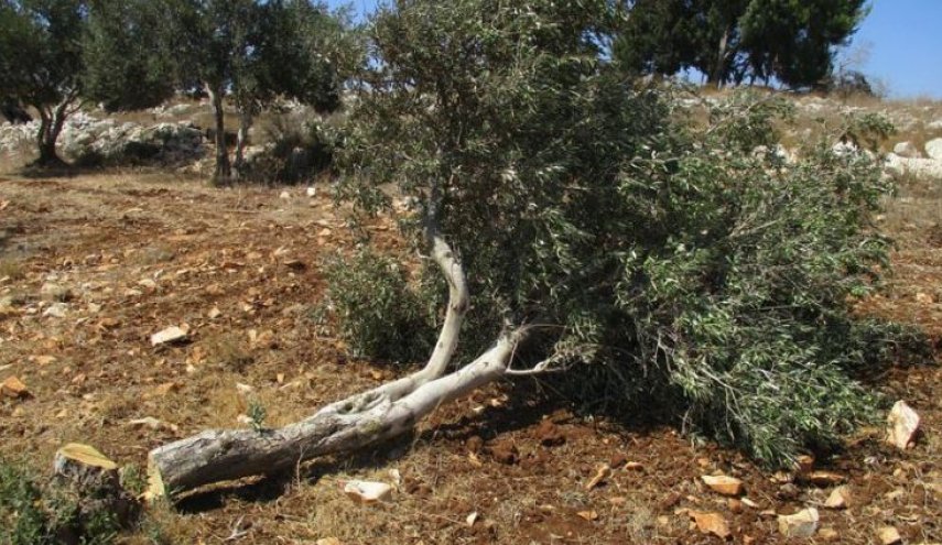 مستوطنون صهاينة يقتلعون أشجار الزيتون في الضفة الغربية