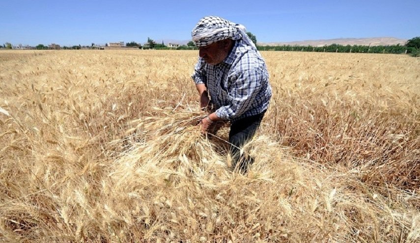 ارتفاع أسعار القمح بعد حظر الهند تصدير إنتاجها