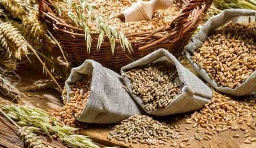 السفير الروسي في القاهرة يعلن استعداد روسيا لتعويض واردات القمح الأوكراني إلى مصر