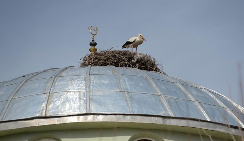 قبة مسجد عش طائر اللقلق في مدينة بنجول التركية