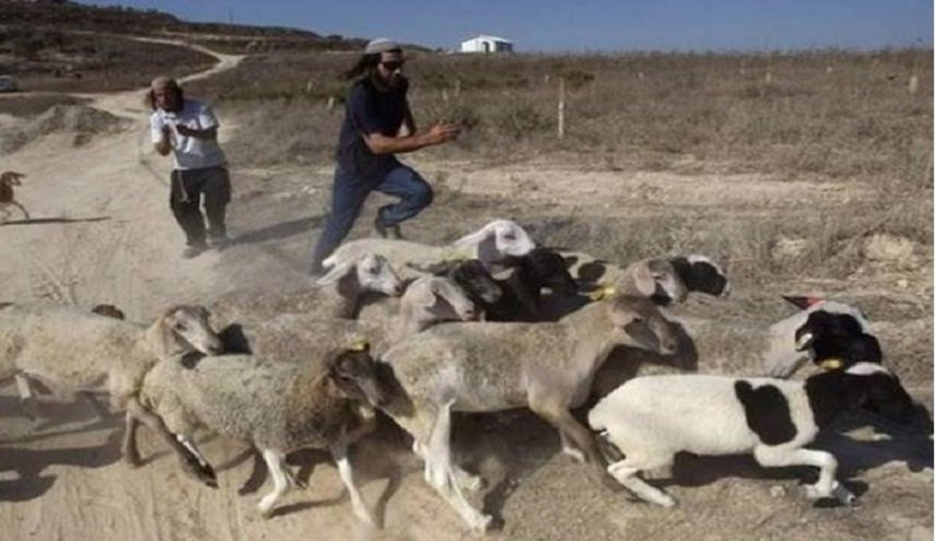 مستوطنون يهاجمون رعاة الأغنام شمال رام الله

