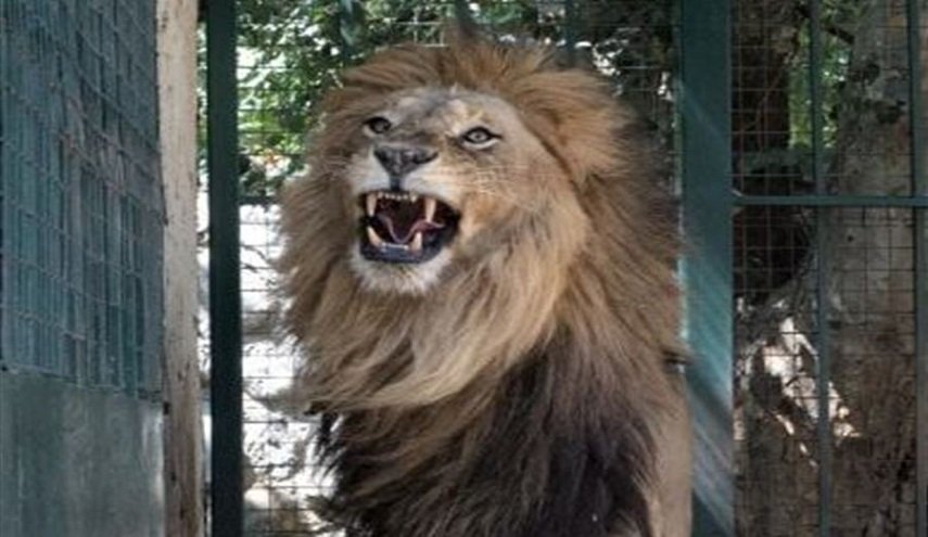 واقعة مرعبة ..أسد يفترس طفلة أمام أعين ذويها في السودان!
