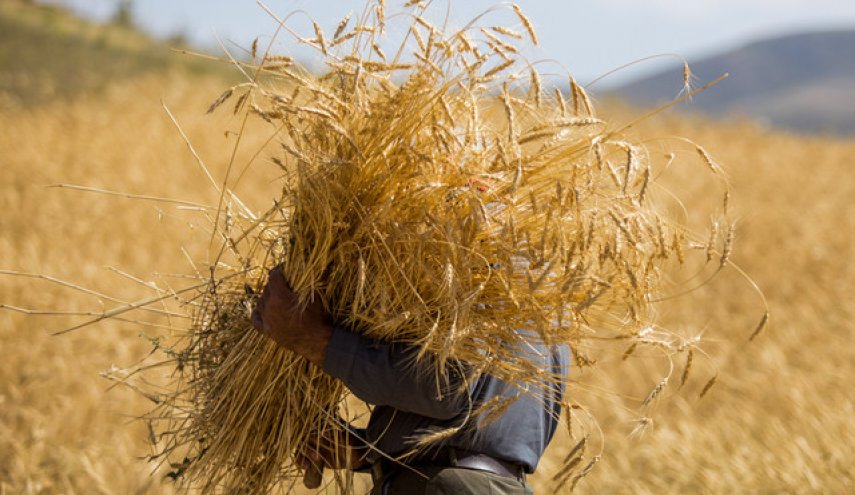 بحران غذا در عراق؛‌ کشف ۵ کامیون قاچاق گندم
