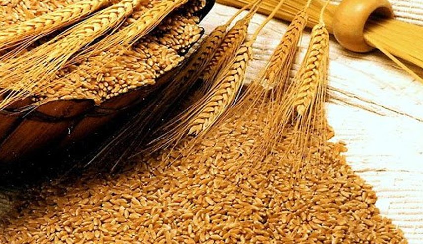 مصر ترفض شحنة قمح هندية لإصابتها بآفات خطيرة