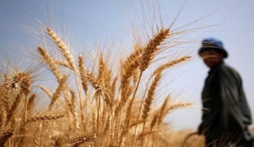 قمح السودان يتسرب إلى مصر