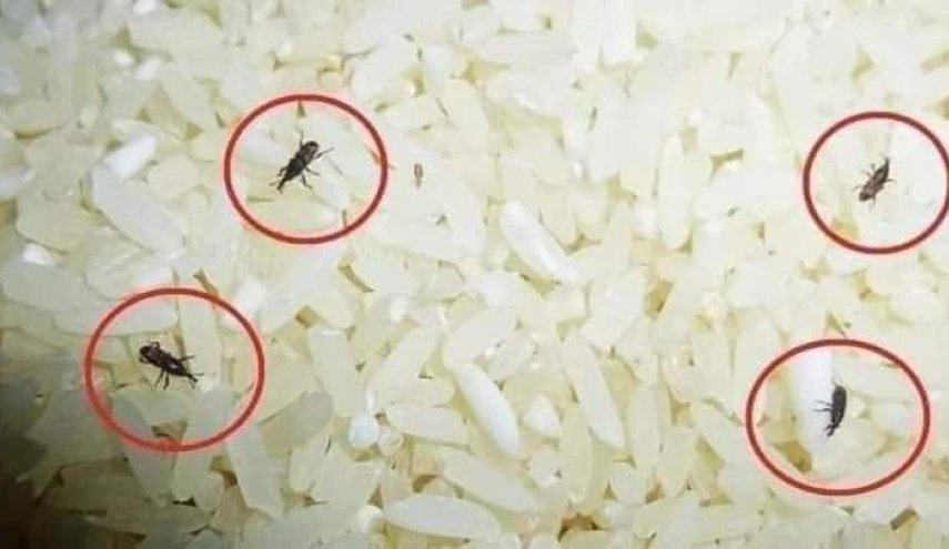 خنافس الأرز.. من أين تأتي؟ و هل يجب التخلص من الأرز؟