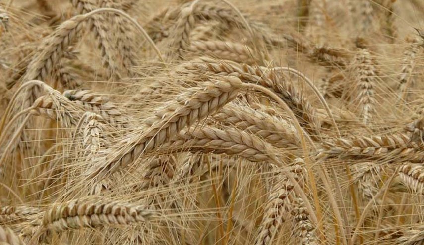 باتروشيف: واشنطن تجبر دول آسيان على شراء القمح بسعر أغلى عدة مرات