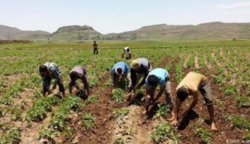 7،5 مليار دولار خسائر القطاع الزراعي في اليمن جراء عدوان التحالف

