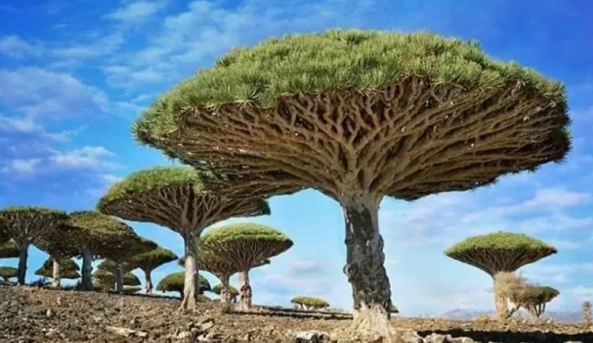 دم الأخوين .. شجرة أسطورية تنزف دماً وقصتها أقرب للخيال.. 