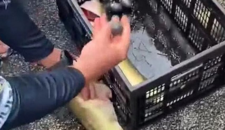 شاهد.. احتيال صيادين في مسابقة صيد سمك