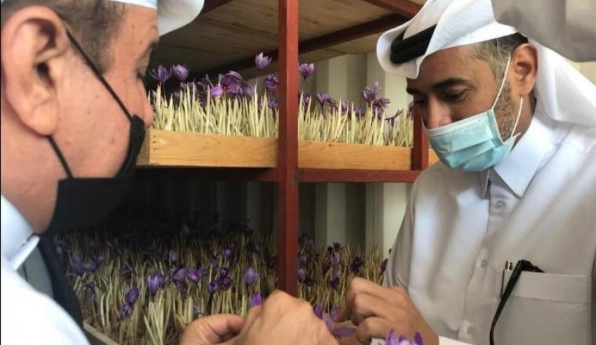 إرسال أول شحنة من الزعفران الإيراني إلى قطر 