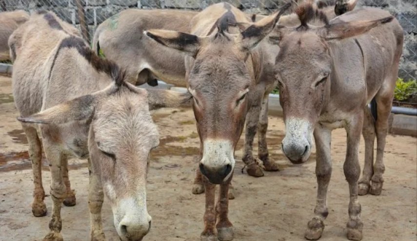 في الصين..دواء 'إطالة العمر' من الحمير