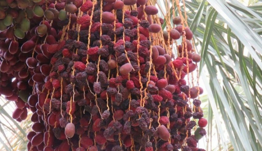 تعرف على فوائد التمر لفقر الدم !