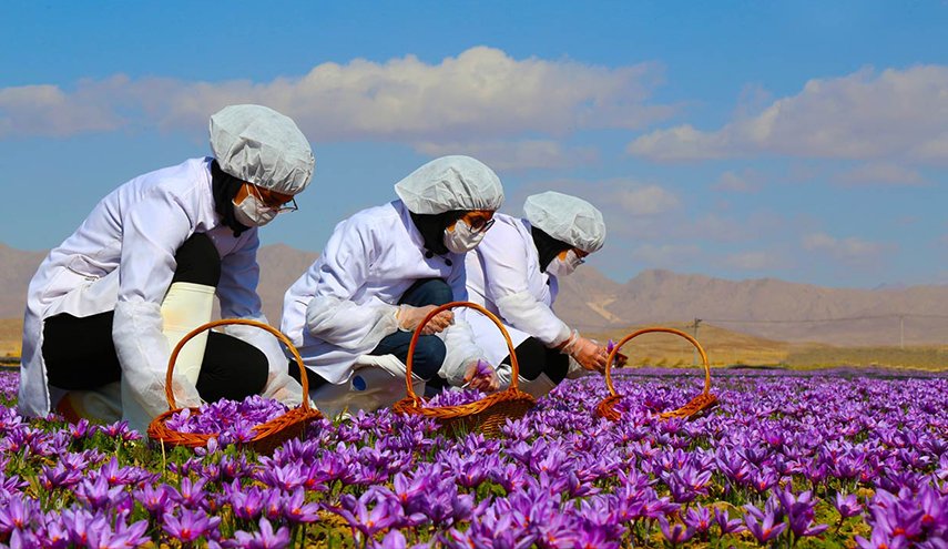 إيران والفاو توقعان مشروعا جديدا لزيادة أصالة الزعفران