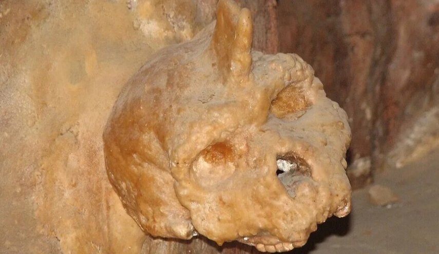  بعد 60 عاما من الغموض.. كشف اسرار 'جمجمة الوحش'
