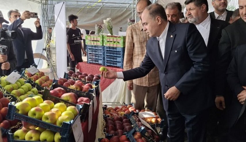 چراغ سبز وزارت جهاد برای صادرات یک میلیون تن سیب در سال جاری