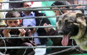 اعلام همبستگی با اسرای فلسطینی