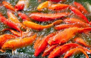 بارش ماهی از آسمان هندوراس + فیلم