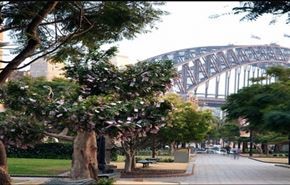 في سيدني.. النقود تنمو على شجرة
