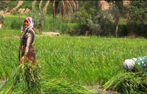 الإيرانيون هم أقدم المزارعين في العالم