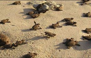10 آلاف سلحفاة بحقائب مسافرين