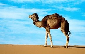 ارتباط شتر با ویروسی کشنده در عربستان