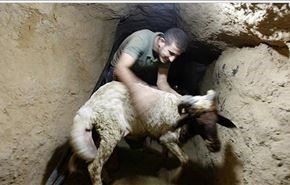 واکنش حماس به ماجرای کشف تونل نزدیک اراضی اشغالی