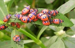 کنترل ترافیک حشره ای
