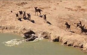 بالفيديو.. خنزير يحتمي بضفاف بحيرة فيصبح وليمة تمساح