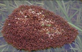 فيديو  مذهل يصور عبور النمل نهر الأمازون، سبحان الله!